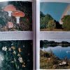 Nordwald Saga 2. Unterwegs zu den Sagen, Geheimnissen und Zauberkräften des Waldviertels von Roland Kernstock – Bild 3