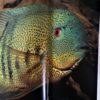Wasserwelt Aquarium  von Ulrich Schliewen – Bild 2