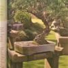Bonsai ziehen, gestalten und pflegen: Schritt für Schritt zum Bonsaiprofi von Johann Kastner – Bild 3