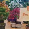 Bonsai ziehen, gestalten und pflegen: Schritt für Schritt zum Bonsaiprofi von Johann Kastner – Bild 2